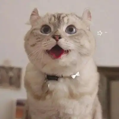 温柔又很甜可爱呆萌宠物小猫咪头像治愈系高清小猫头像合集