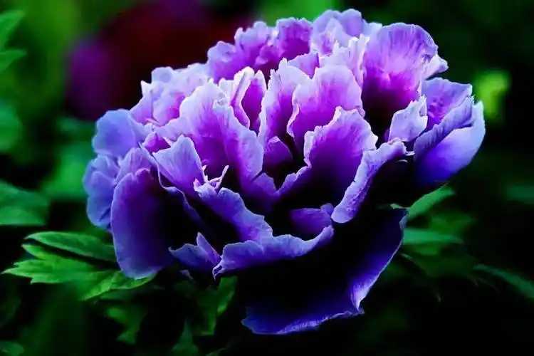 世界上最美的十种花欣赏在你心中是哪一种呢