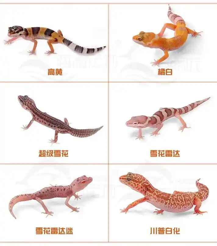 守宫价格多少钱一只?守宫蜥蜴有很多种,有日行性也有夜行性的, - 抖音