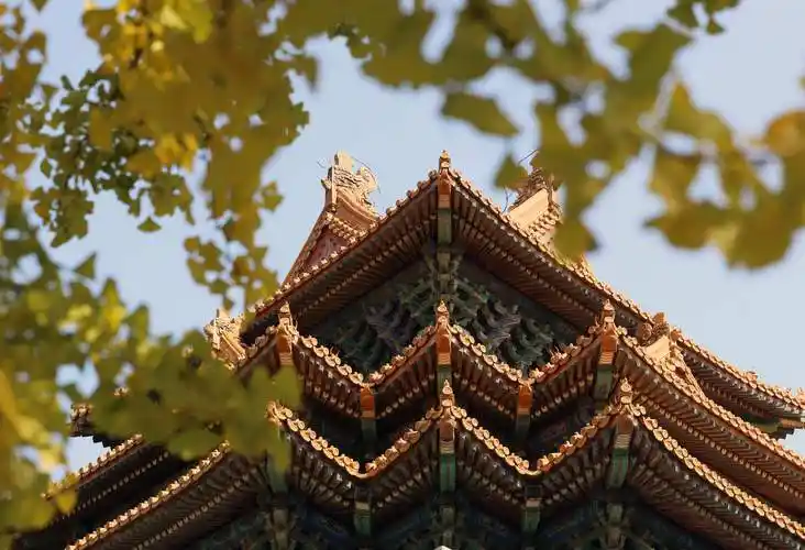 金秋美景故宫西华门银杏太好看了