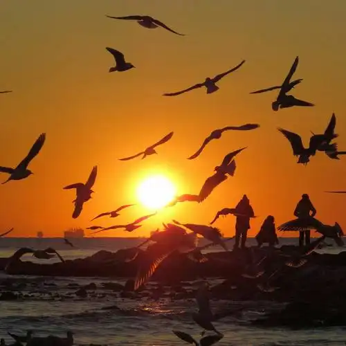 日出东山红似火,海鸥欢乐过初三