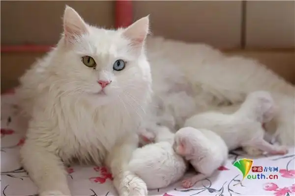超可爱!土耳其新生梵猫宝宝亮相萌化人心