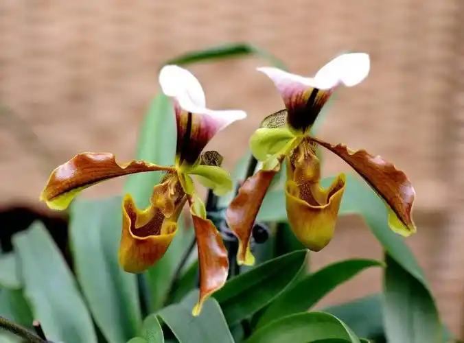 千姿百态洋兰系列展示(五):兜兰