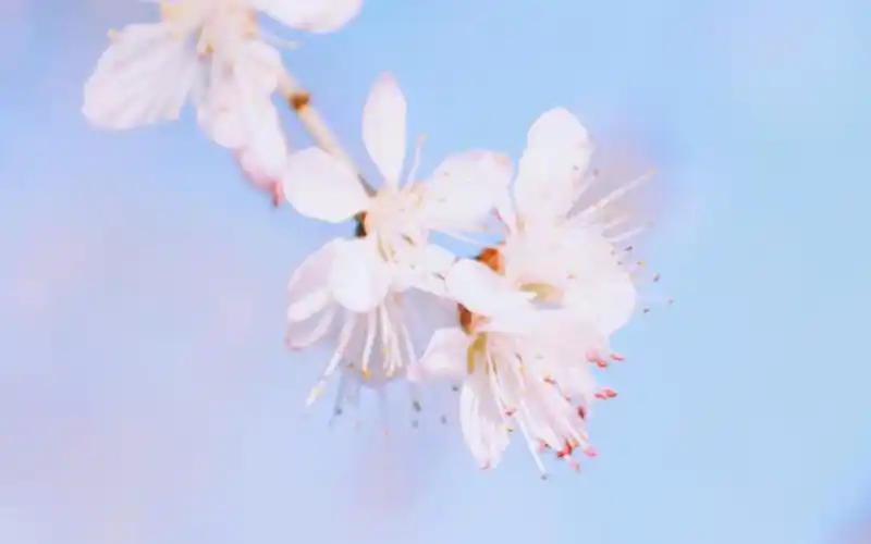 小清新山桃花唯美高清桌面壁纸