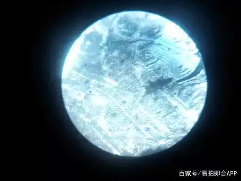 犀角合法了?带你揭秘文玩圈里鲜为人知的秘密!