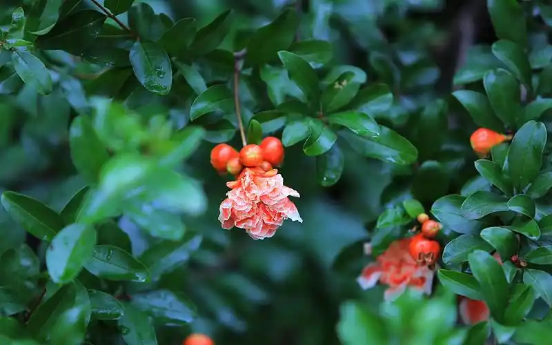 玛瑙石榴花唯美高清桌面壁纸