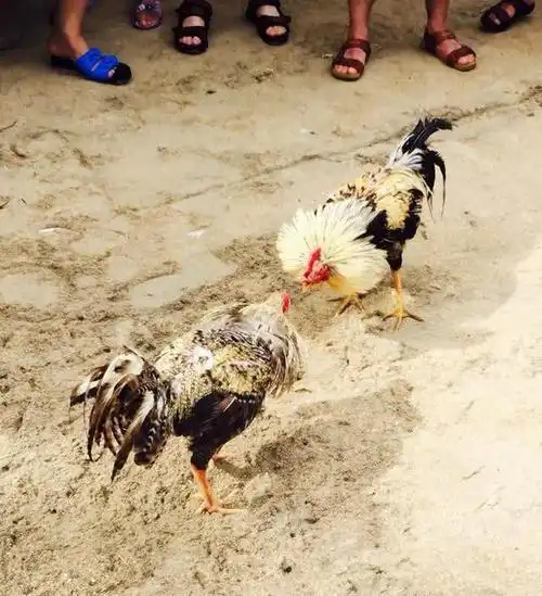 两只鸡斗得难分难解,势不两立,斗的鸡毛乱飞,看看身上到处血迹斑斑.
