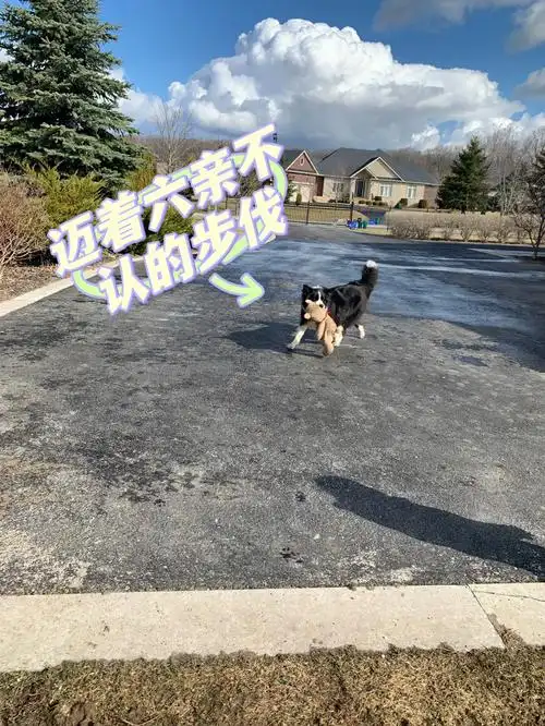 狗子拿到新玩具走出六亲不认的步伐