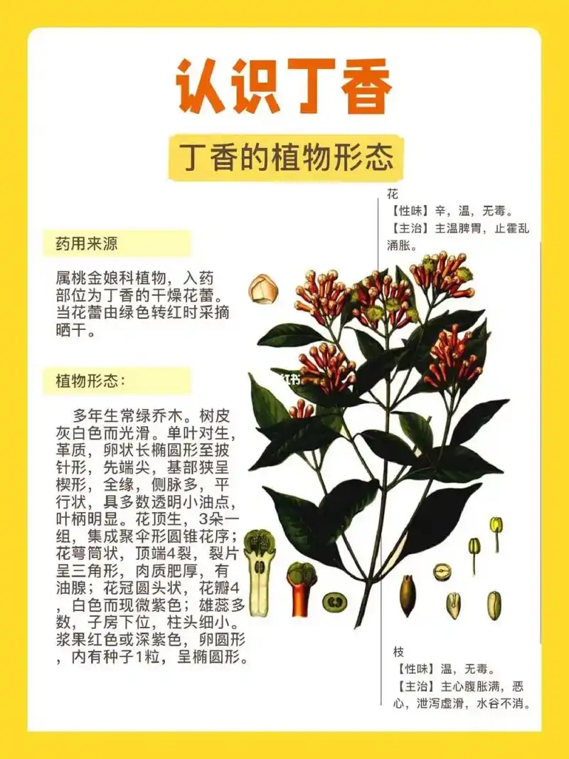 丁香:性温,味辛,归脾经,胃经,肺经和肾经,具有温中散寒,温 - 抖音