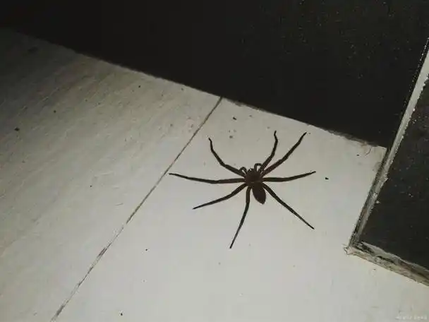 蜘蛛进家里怎么办?掌握这些方法,轻松应对