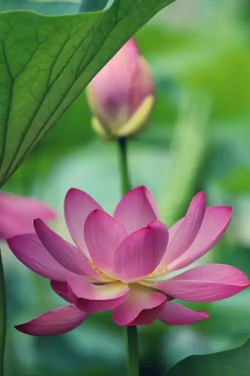 爱如莲花 - 美篇