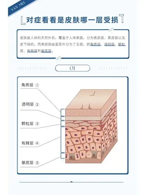 对症看看你是属于哪一层受损,分别有什么表现吧!
