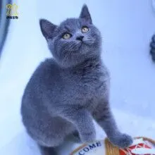 伊萌-纯种英国短毛猫蓝猫-活体幼猫-英短猫蓝白猫-活体拿破仑矮脚猫曼