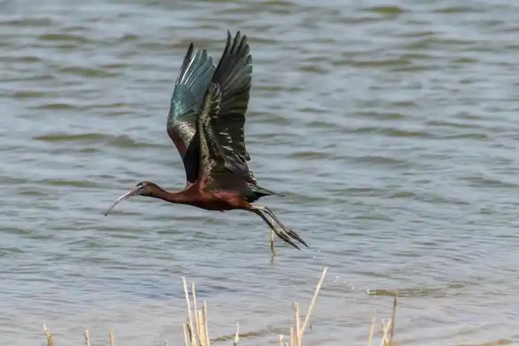 "盐城市观鸟协会理事长周晨曦说.