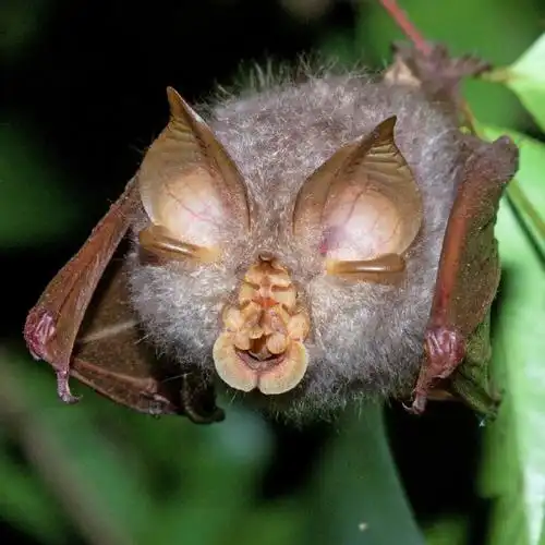 这是10种蝙蝠的脸——我敢说这是哺乳动物里最"精致"的脸,你喜欢哪张