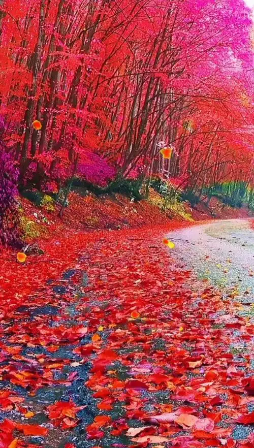 最美的风景#人间岁月芳菲尽,绿瘦红肥为情忙.