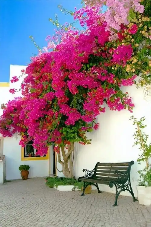 漂亮的花园是"养"出来的,而不是靠做出来的