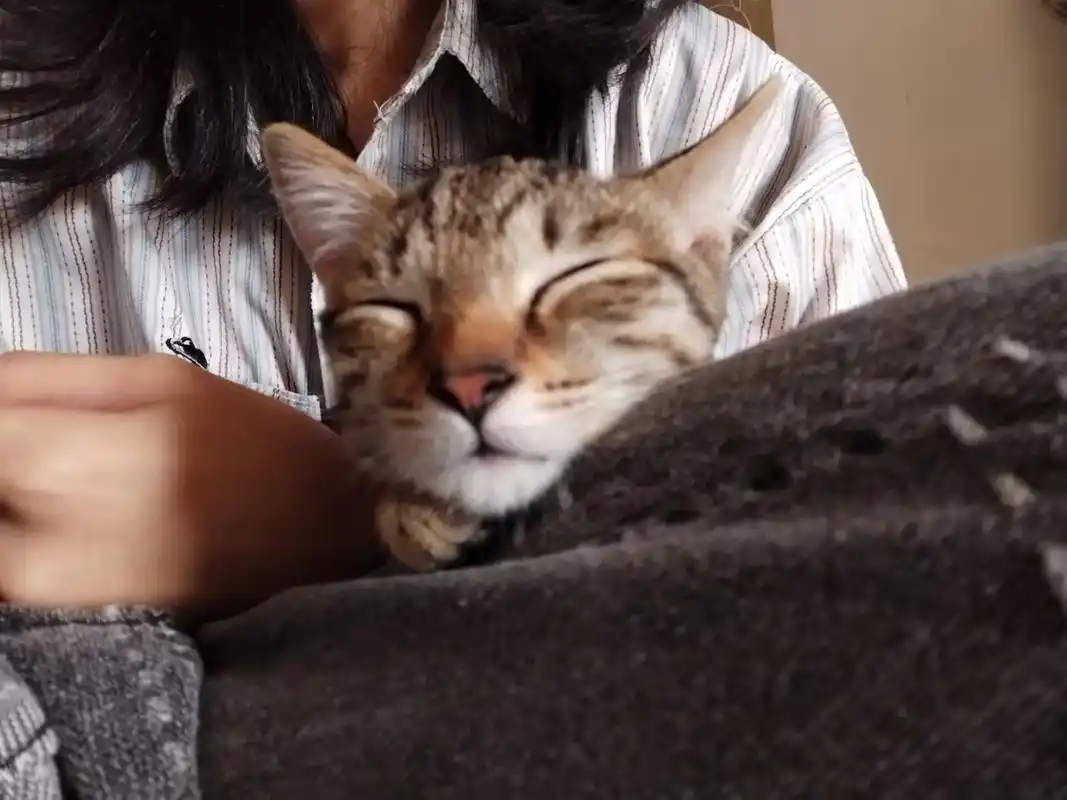 好冷啊!大家给猫咪准备了什么过冬好物