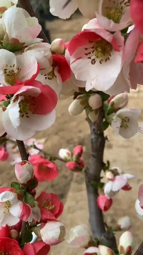 出了景的复色海棠