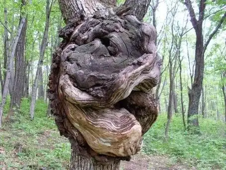 世界上奇树怪树集锦