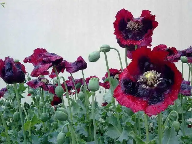 鸦片,围绕鸦片展开的斗争层出不穷,影响力最大的是清末的鸦片战争