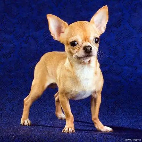 宠物犬常见的20个品种,你都见过哪些呢?宠物品种集锦