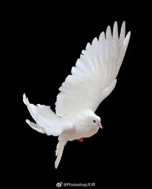 展翅高飞的白鸽9415