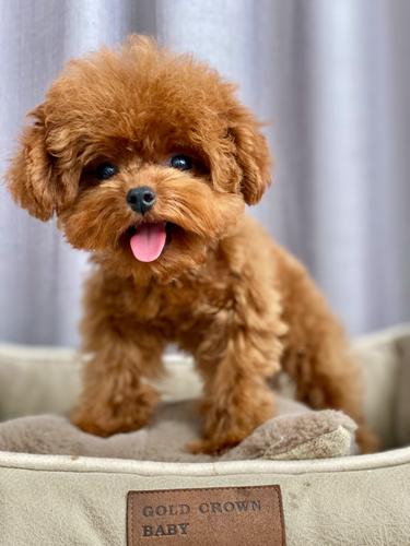 深圳名士宠物售超小体纯种红棕色泰迪犬幼犬活体红贵宾呆萌可爱