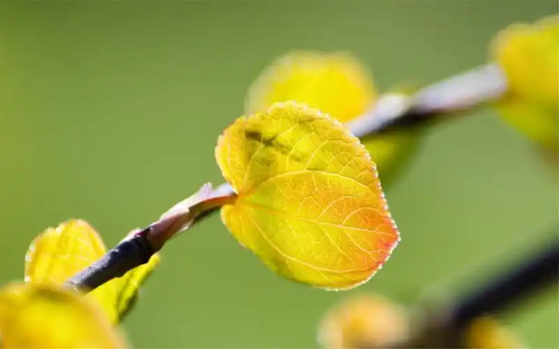 绿色小清新护眼植物高清桌面壁纸