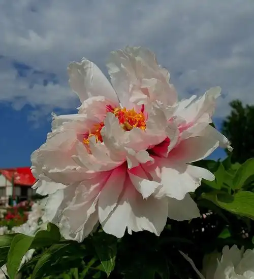 蓝天白云我最美