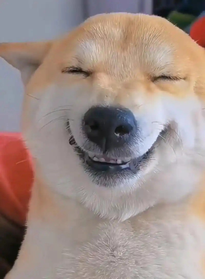 狗狗的笑容,也挺治愈的.