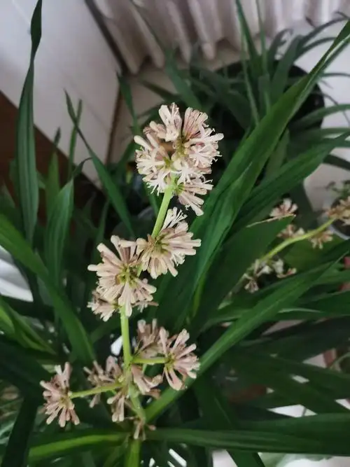 龙血树开花预兆吉祥,诸事平安!