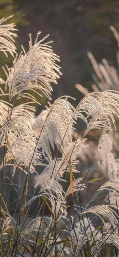 全屏超清手机壁纸