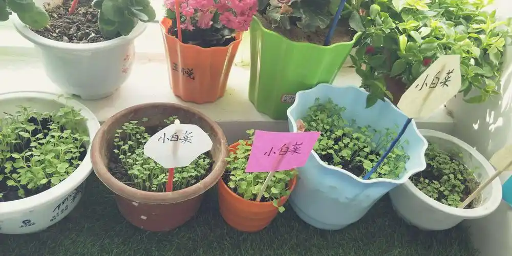 用爱播种,呵护成长——乐贝儿幼儿园小小种植园