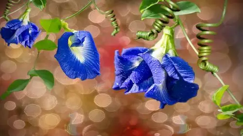 蓝色牵牛花,花卉微距摄影,露水 640x960 iphone 4/4s 壁纸,图片,背景