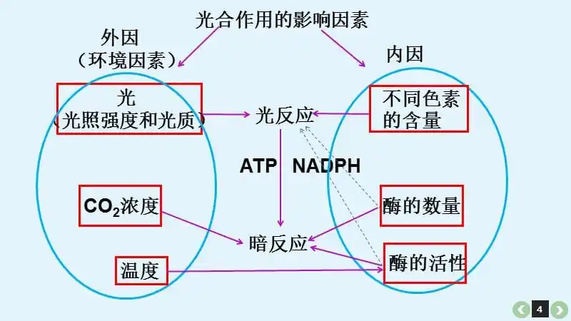影响光合作用的环境因素pptx