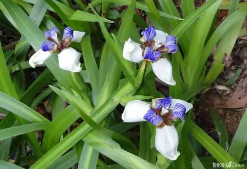 巴西鸢尾花花语 巴西鸢尾图片大全