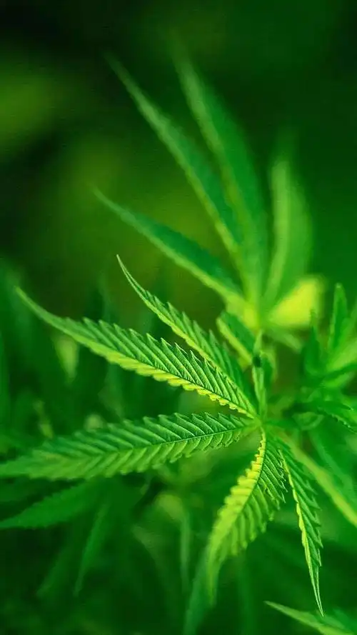 绿色背景图,绿色背景图卡通(护眼壁纸:绿色清新背景图)