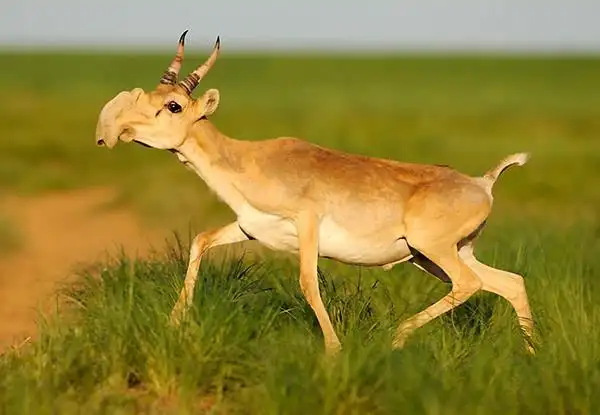 奔跑速度极快的塞加羚羊图片