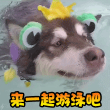 狗狗gif游泳gif王冠gif来一起游泳吧gif