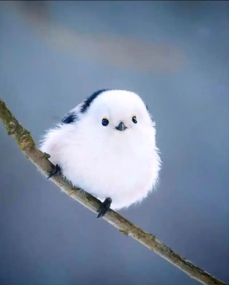 据说,这是最萌的小鸟! #萌宠# #搞笑# #可爱# #鸟# #生活