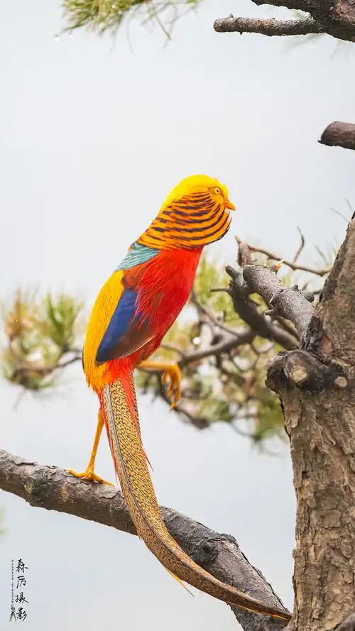 摄影师镜头下的美丽的鸟儿们