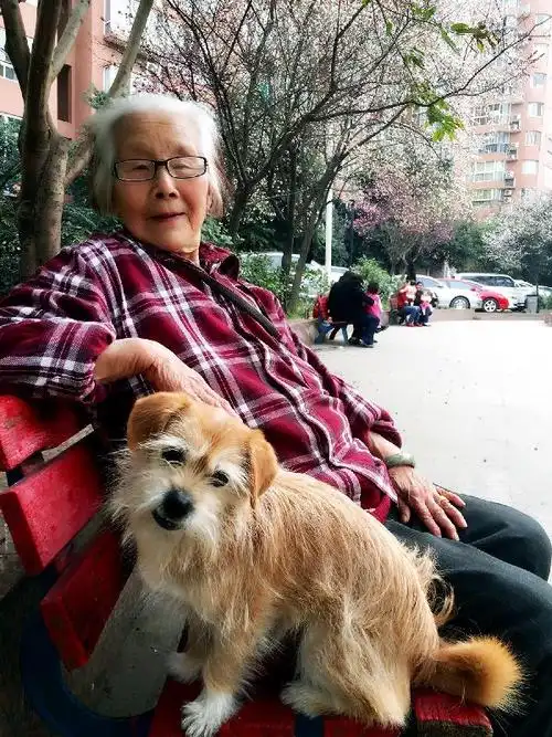 12"大地震时捡来的小狗,如今,它和它的孩子一起成为婆婆的两个小保镖.