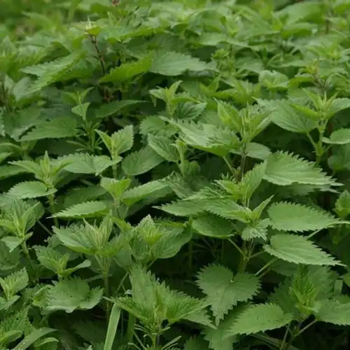 野线麻 山苎 大水麻 野苎麻 水升麻药材绿化盆栽中草药浙药种植苗--爱
