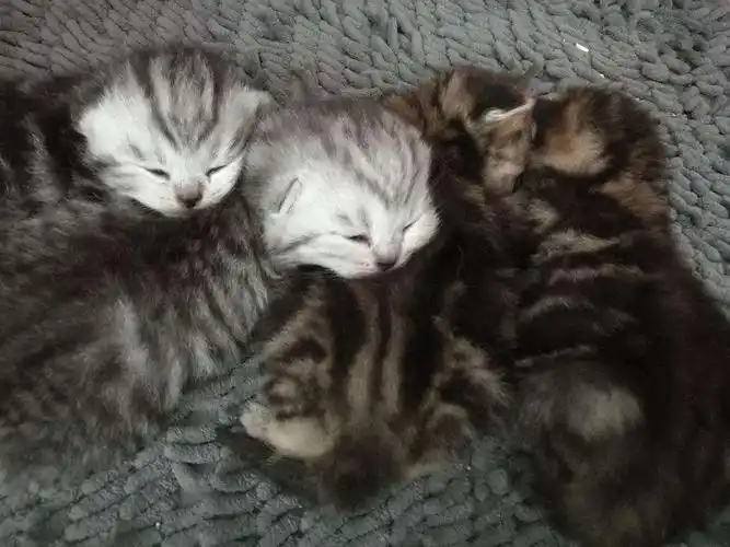 妈妈蓝猫 爸爸银渐层=美短串串