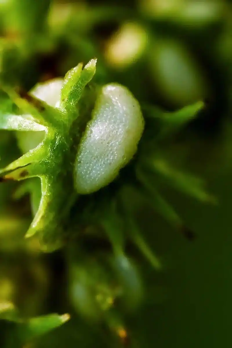 齿果酸模(科属:蓼科  )#美好的一天从我的问候开始 #微距 - 抖音