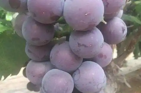 藤稔葡萄(8月上旬成熟):俗称"乒乓葡萄" 皮薄易剥 果肉肥厚 肉质中脆