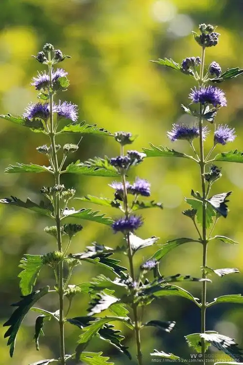 首发遇见秋天遇见你兰香草