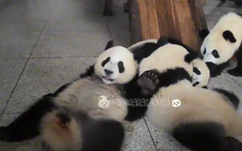 喝完奶以后的醉奶时间.