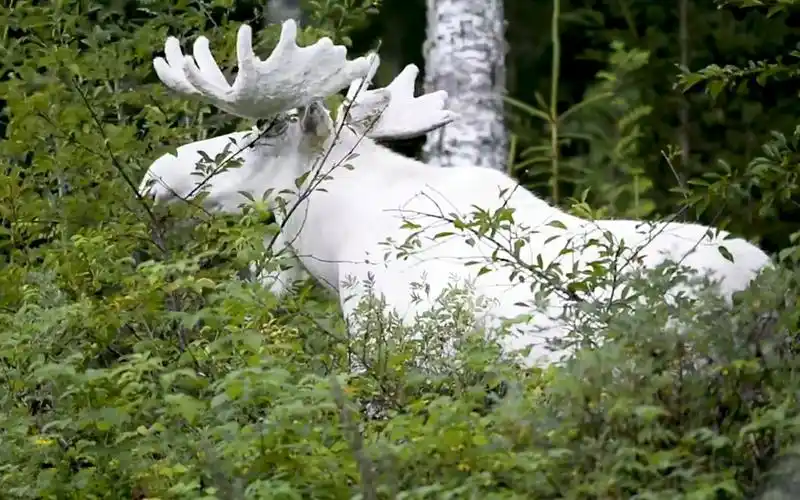 白驼鹿吃树叶,不常见的白驼鹿,一身雪白_哔哩哔哩_bilibili